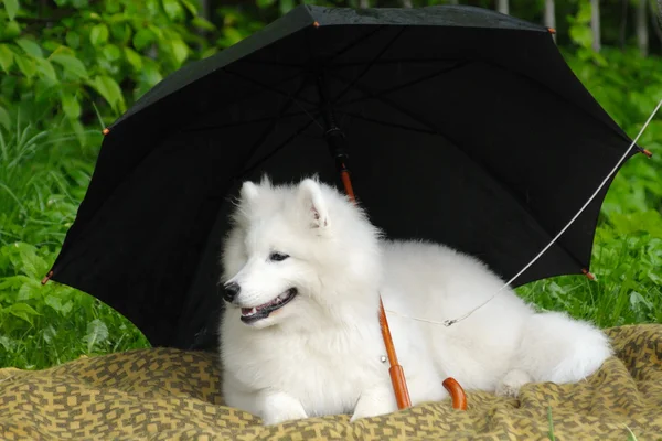 サモエド犬 — ストック写真