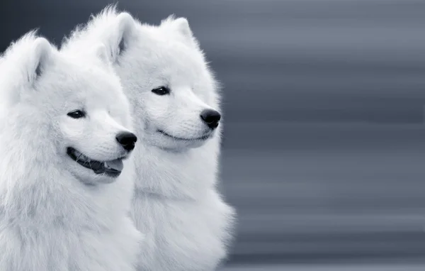 Dwa psy samoyed — Zdjęcie stockowe