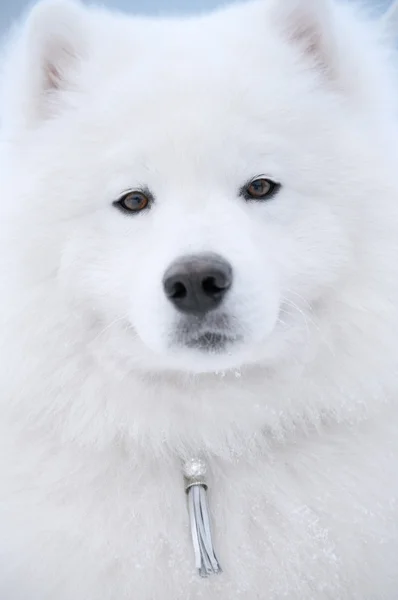 Cão de Samoyed — Fotografia de Stock