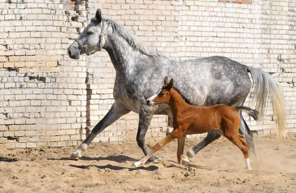 Лошадь и маленький жеребенок — стоковое фото