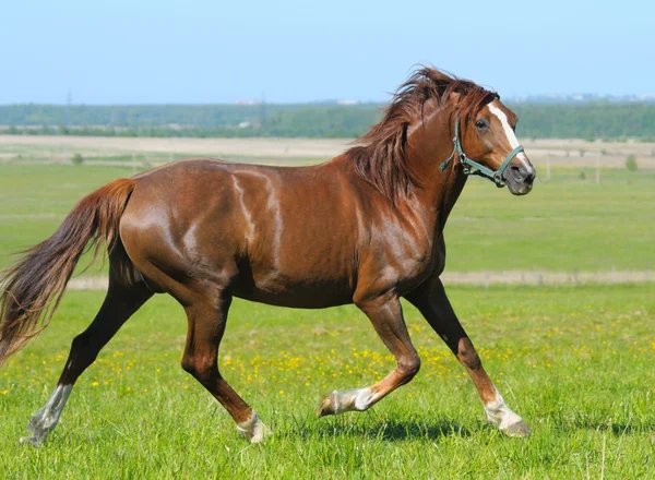 Ryzákängssyra häst — Stock fotografie