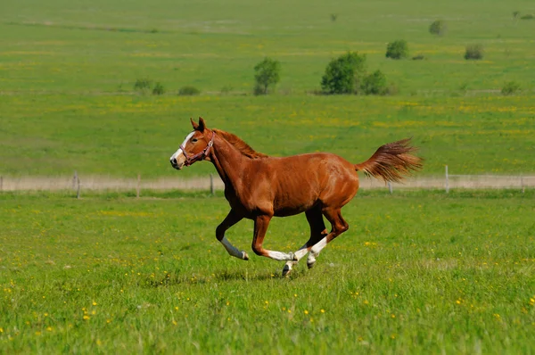 スイバの種牡馬 — ストック写真
