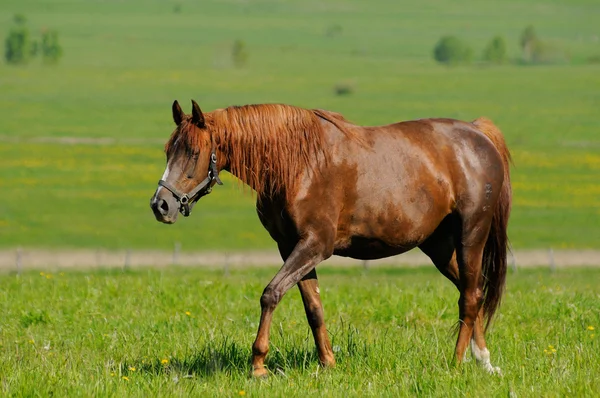 Sorrel mare — Stock Photo, Image