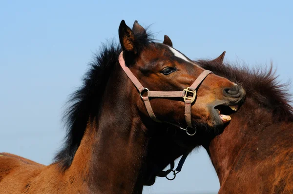 子馬を 2 お互いをきれい — ストック写真