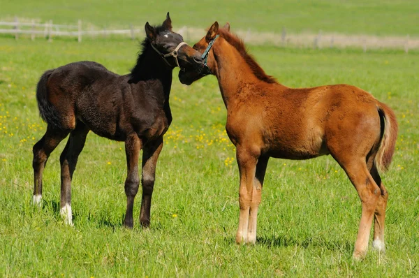 Foals in field — Stock Photo, Image