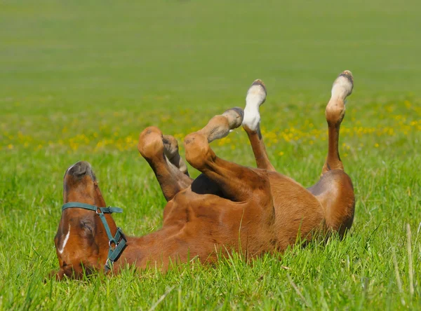 stock image Sorrel foal