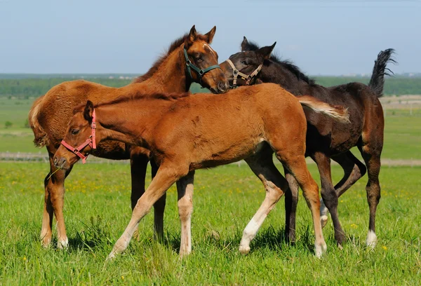 Foals en el campo — Foto de Stock