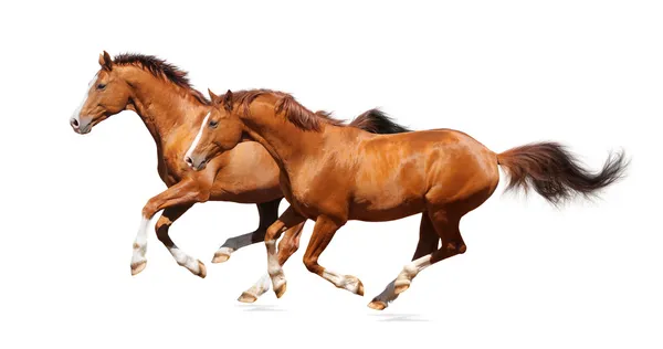 Deux chevaux sorciers — Photo