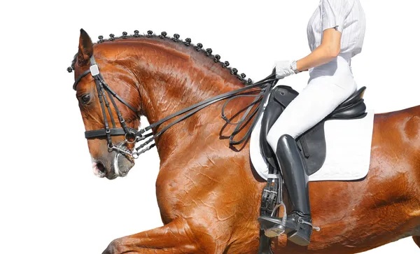 Adestramento - cavalo baia — Fotografia de Stock