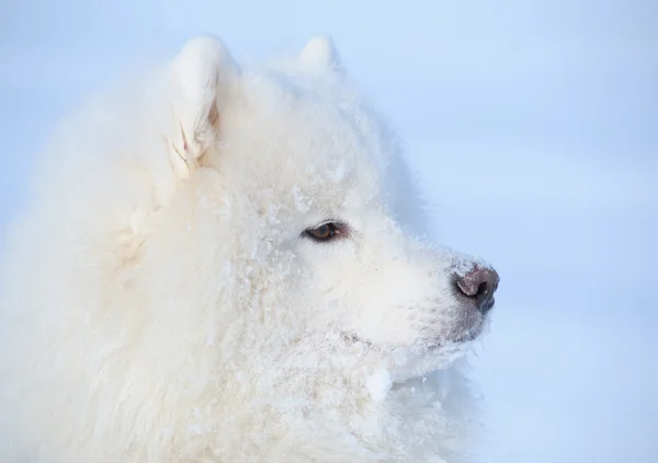 Eskimo dog is buried under snow — Stock Photo, Image