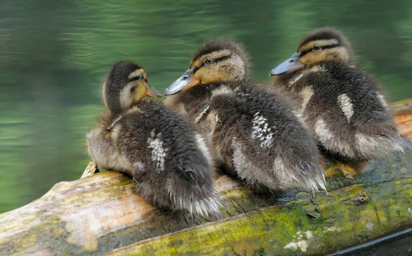 Three duckling — Stock Photo, Image