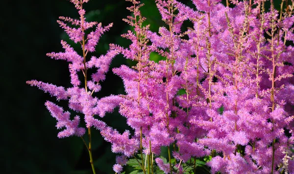 Pink astilbe Arendsii — Stock Photo, Image