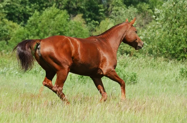 Don mare — Foto Stock