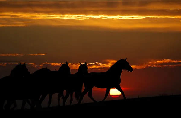 Naplemente és a sziluett, a lovak — Stock Fotó