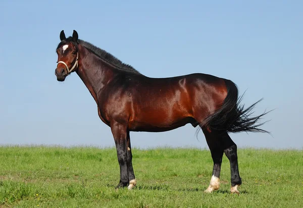 Pony chestnut stallion — Stock Photo, Image