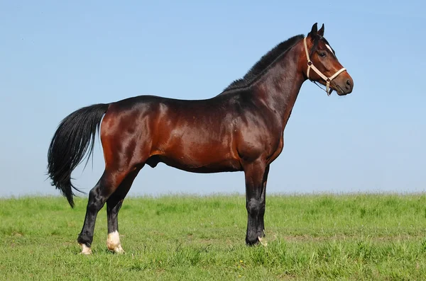 Pony chestnut stallion — Stock Photo, Image
