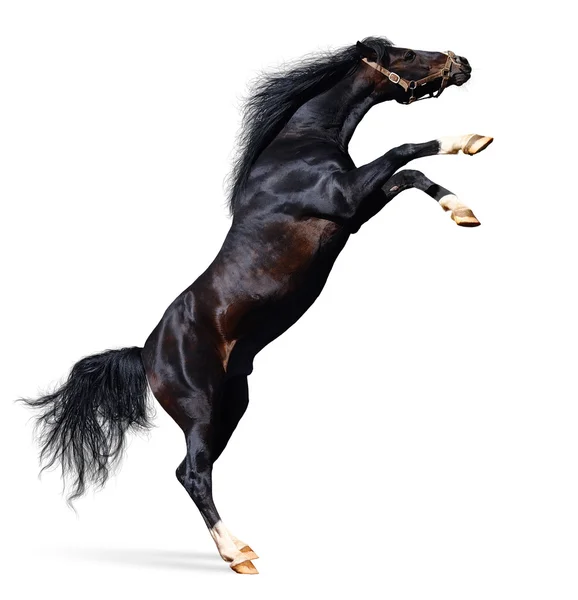 Αραβικό άλογο rears — Φωτογραφία Αρχείου