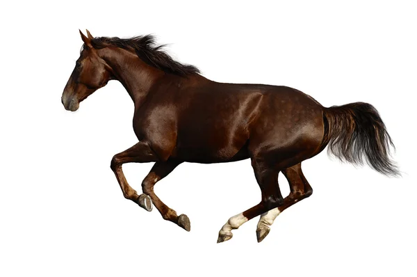 Budenny galope de caballos — Foto de Stock