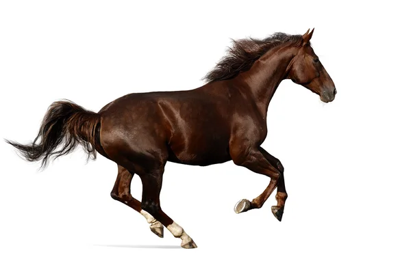 Gallop kuda Budenny — Stok Foto