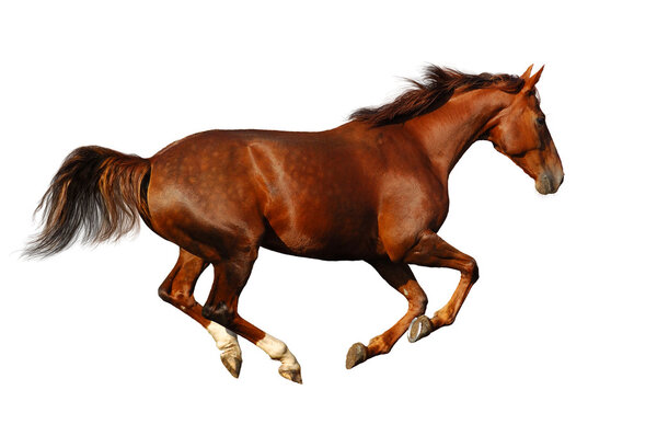 Budenny horse gallops