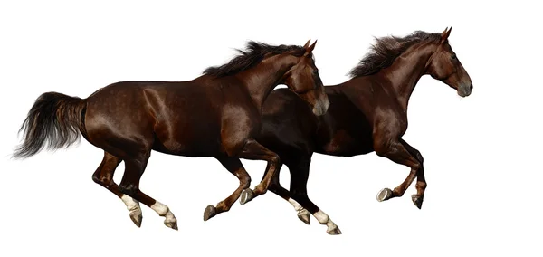Budenny horses gallop — Stock Photo, Image