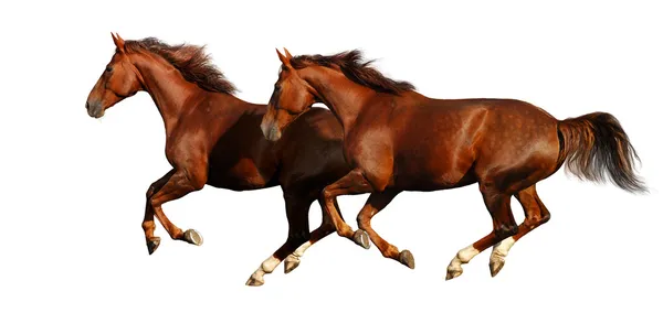 Budenny koně tryskem — Stock fotografie