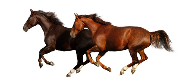 Budenny cavalos galope — Fotografia de Stock