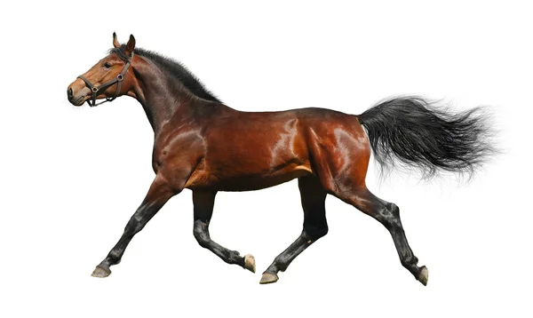Hanoverian stallion trots — Stock Photo, Image