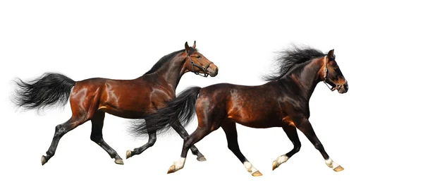 两匹种马小跑 — 图库照片
