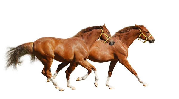 Two sorrel foals gallop — Stock Photo, Image