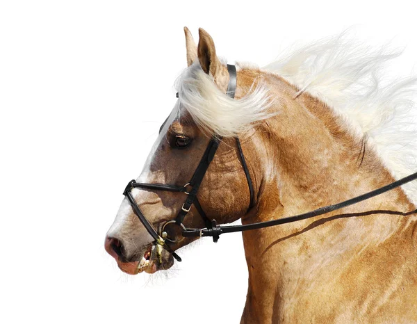 Palomino atı — Stok fotoğraf