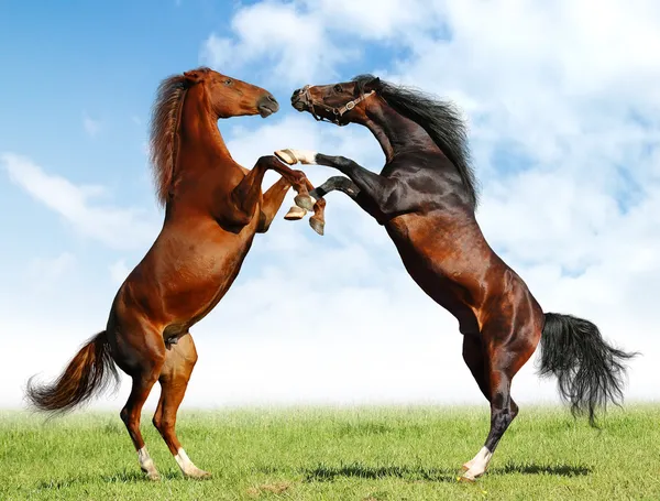 Боевые лошади — стоковое фото