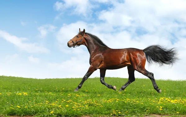 Trotes de cavalo hanoverianos — Fotografia de Stock