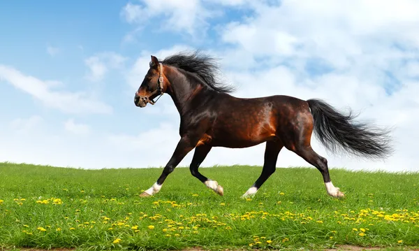 Arabian horse trots — Stock Photo, Image