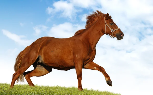 Sorrel foal — Stock Photo, Image