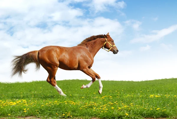 Sorrel trakehner foal gallops — Stock Photo, Image