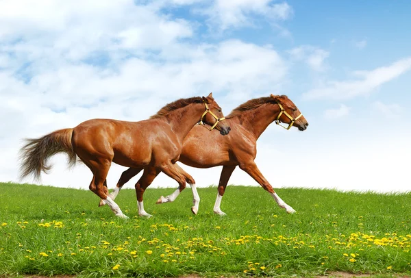 2 つの馬をギャロップします。 — ストック写真