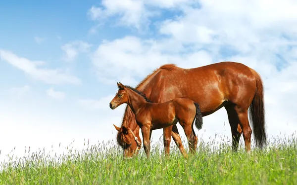 Лошадь и жеребенок в поле — стоковое фото