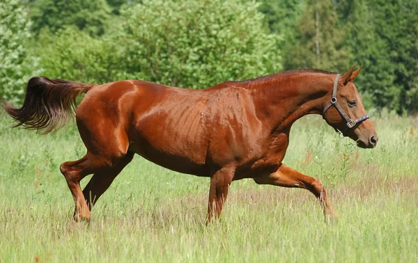 唐红板栗母马 — 图库照片