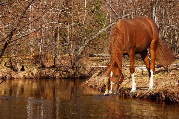 Соррельский конь — стоковое фото