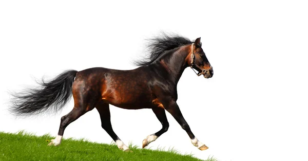 Arabian stallion trots — Stock Photo, Image