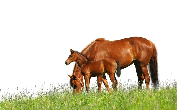 小马驹和母马在一个字段中 — 图库照片