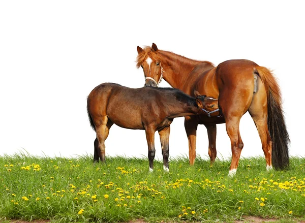 Foal y mare en un campo — Foto de Stock