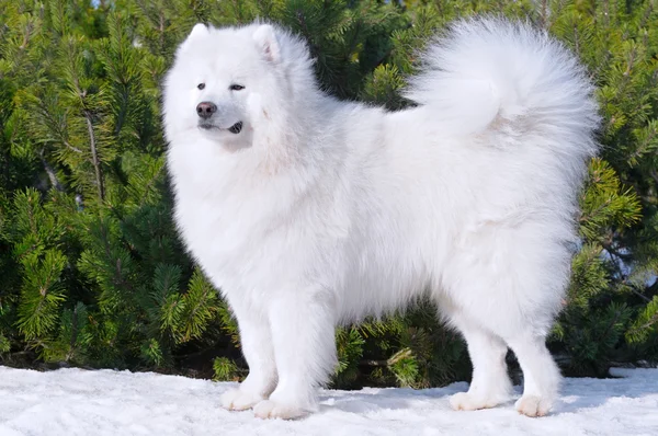 Samojed pes - mistr Ruska — Stock fotografie