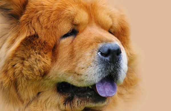Red Chow — Stock Photo, Image