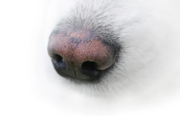 Neb van hond — Stockfoto
