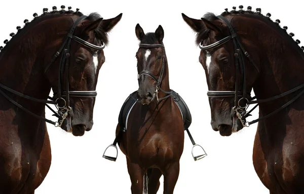 頭の黒い馬 — ストック写真
