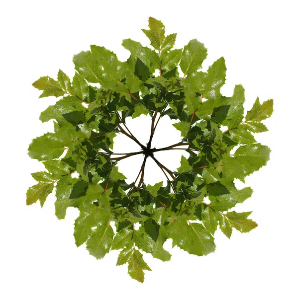 stock image Wreath out of oaken twig