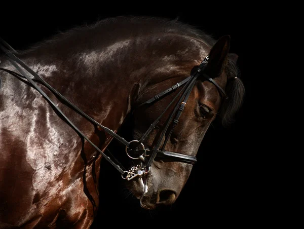 Выездка, черный конь — стоковое фото