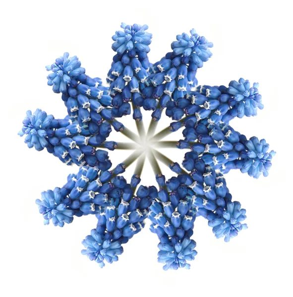 stock image Wreath out of blue muscari